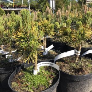 sosna-kosodrzewina-Schweizer-Tourist