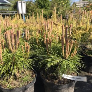 sosna-gestokwiatowa-vibrant