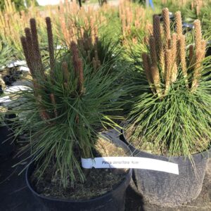 sosna-gestokwiatowa-kim