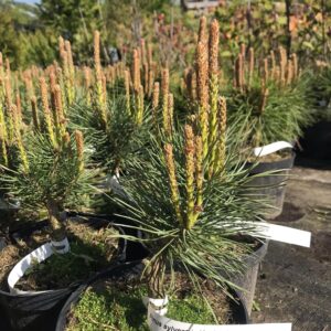 sosna-pospolita-andorra