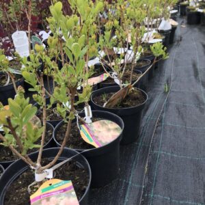 perukowiec-podolski-young-lady