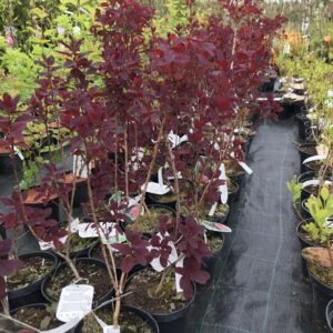 perukowiec-podolski-royal-purple