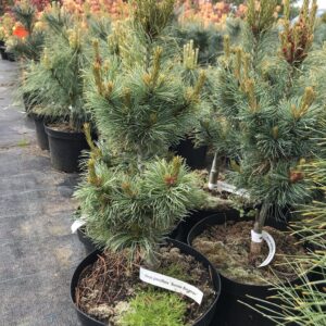 sosna-drobnokwiatowa-bonnie-bergman