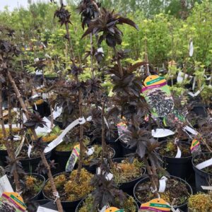 bez-czarny-black-tower-eiffel