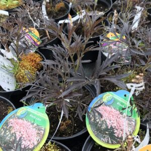 bez-czarny-black-lace