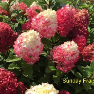 hortensja-bukietowa-sundae-fraise