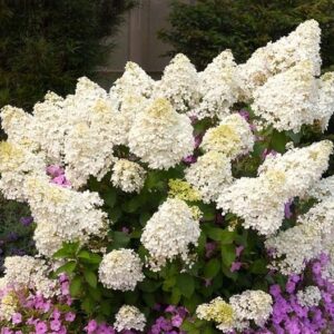 hortensja-bukietowa-bobo