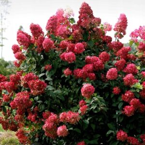 hortensja-bukietowa-fire-light