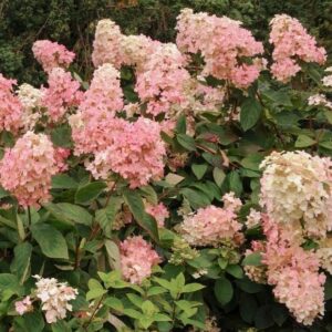 hortensja-bukietowa-confetti