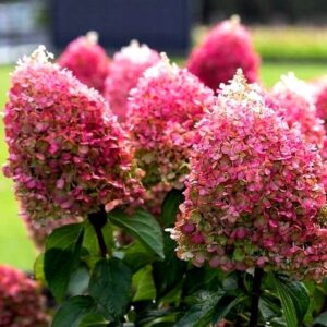 hortensja-pinky-promise