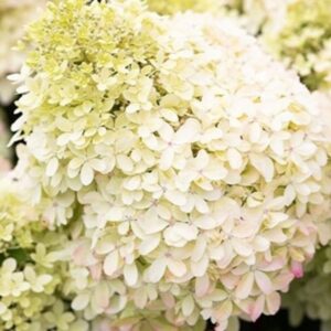 hortensja-bukietowa-royal-flower