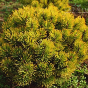 Sosna górska - "Golden Glow"