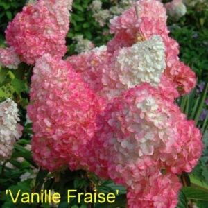 hortensja-bukietowa-vanilla-fraise