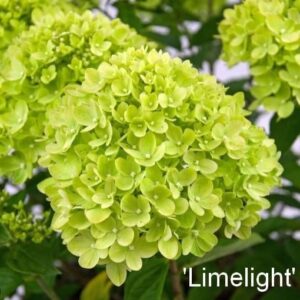 hortensja-bukietowa-limelight