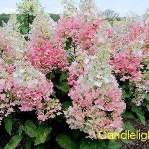 hortensja-bukietowa-candlelight