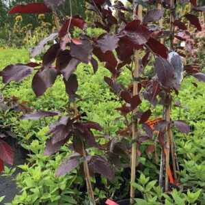 buk-zwisajacy-purpurea-pendula