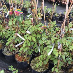 bluszcz-trojklapowy-veitchii