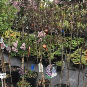 lilak-meyera-palibin