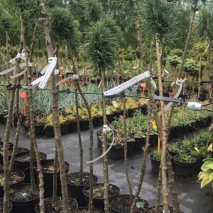 modrzew-japonski-Diana