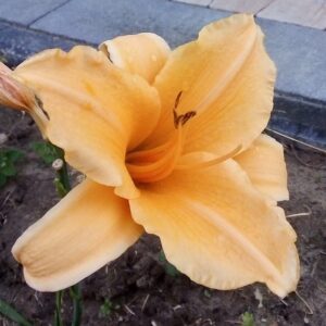 liliowiec-kremowy-duzy