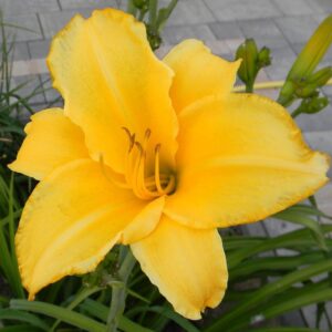 liliowiec-zolty-duzy