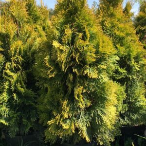 tuja-golden-szmaragd