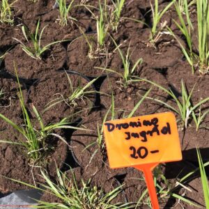 miskant-chinski-dronning-ingrid