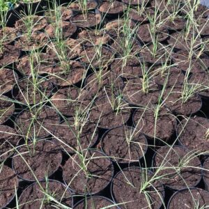 miskant-chinski-silberspinne