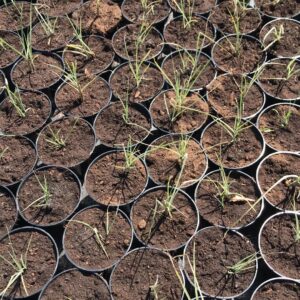 miskant-chinski-morning-light