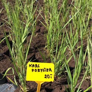 trzcinik-ostrokwiatowy-karl-foerster