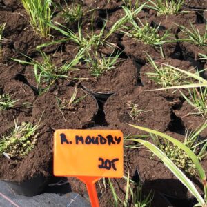 rozplenica-japonska-moudry