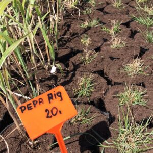 rozplenica-japonska-peppa-pig