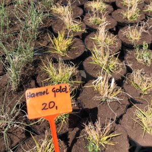 rozplenica-japonska-hameln-gold