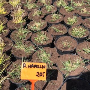 rozplenica-japonska-hameln