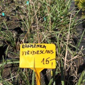 rozplenica-japońska-viridescens