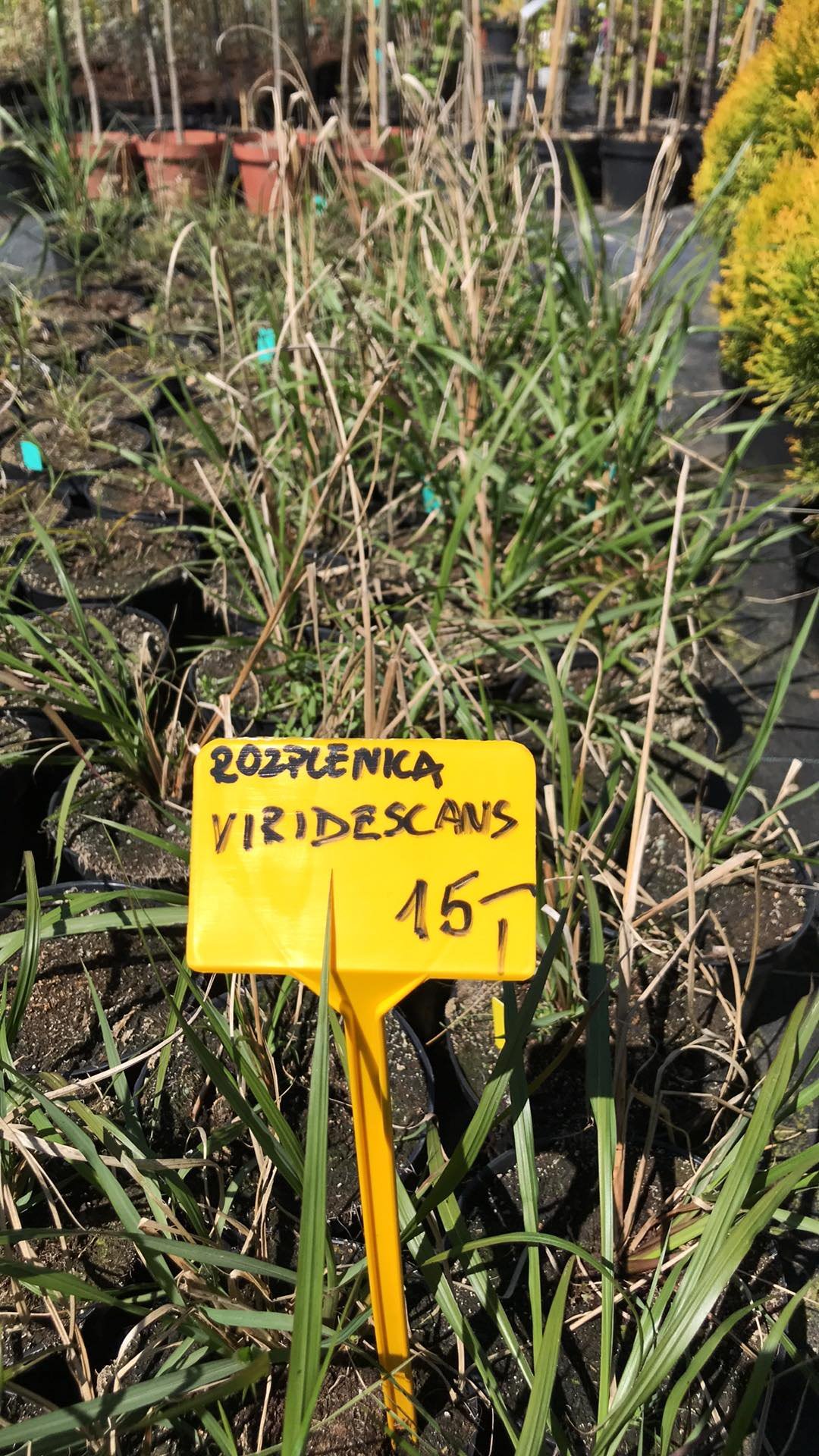 rozplenica-japońska-viridescens