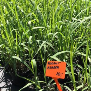 miskant-chinski-memory