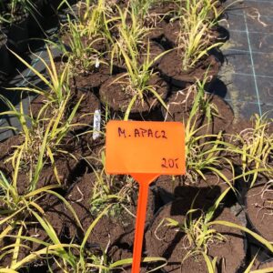 miskant-chinski-Apache