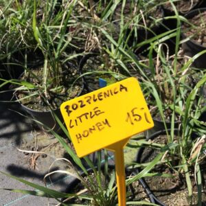 "Little Honey" - Rozplenica japońska