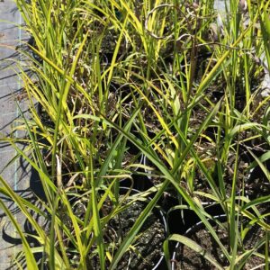 boucle-miskant-chinski