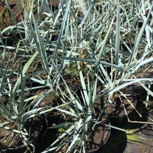 wydmuchrzyca-piaskowa-blue-dune