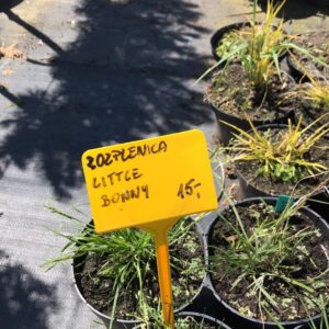 rozplenica-japonska-little-bunny