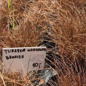turzyca-wlosowata-bronze