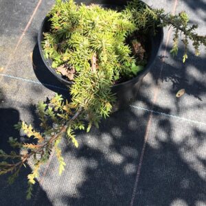 jalowiec-plozacy-green-carpet