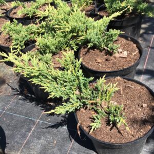 jalowiec-plozacy-prince-of-wales