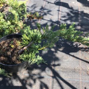 jalowiec-plozacy-wiltonii