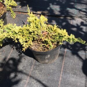 jalowiec-plozacy-golden-carpet