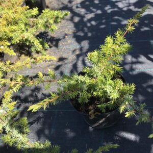 jalowiec-plozocy-blue-chip