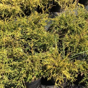 cyprysik-groszkowy-filifera-aurea