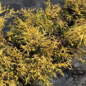 cyprysik-groszkowy-filifera-nana